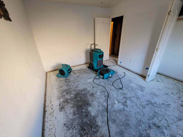 Best Mold removal after water damage  in USA